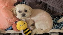 Lost Male Dog last seen Hardisty and Sublett , Arlington, TX 76001