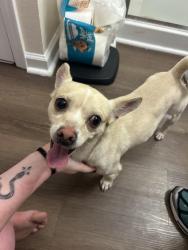 Found/Stray Male Dog last seen Winget Road , Charlotte, NC 28278