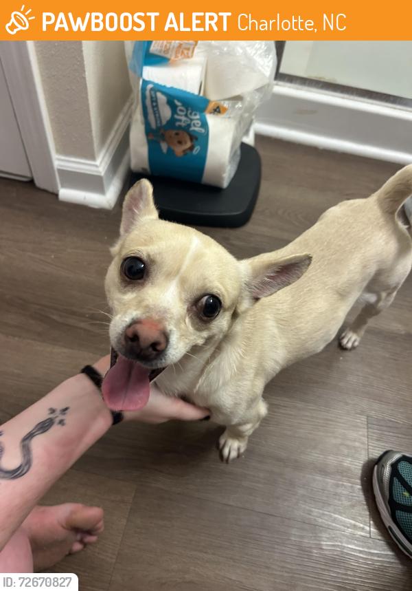 Found/Stray Male Dog last seen Winget Road , Charlotte, NC 28278
