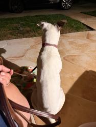 Found/Stray Female Dog last seen Pompano , Pompano Beach, FL 33060