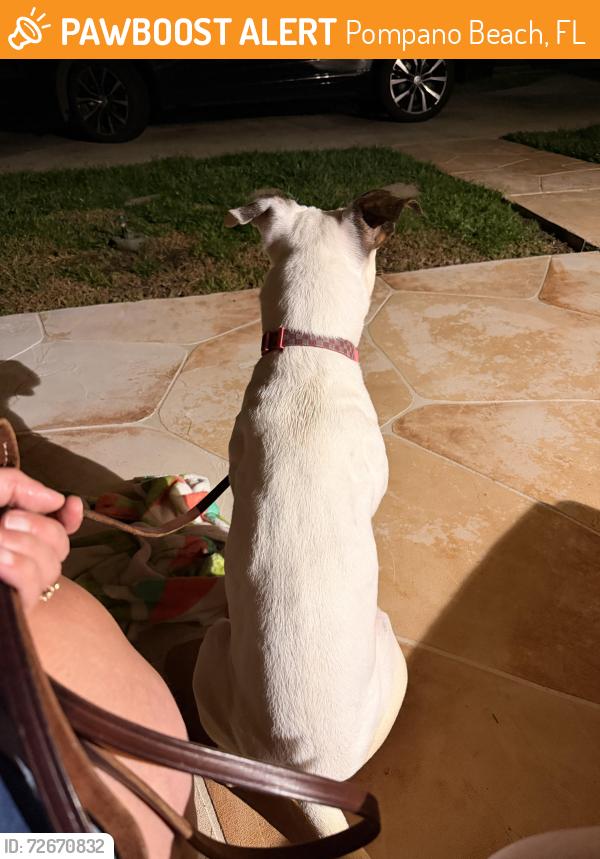 Found/Stray Female Dog last seen Pompano , Pompano Beach, FL 33060