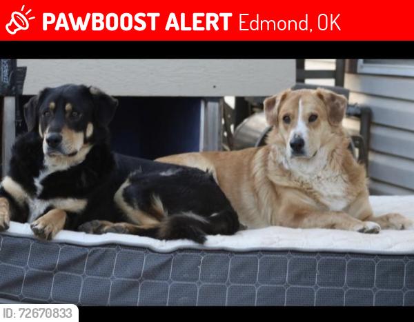 Lost Male Dog last seen Near Hollie Chappell , Edmond, OK 73034