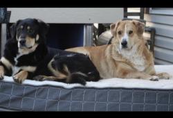 Lost Male Dog last seen Near Hollie Chappell , Edmond, OK 73034