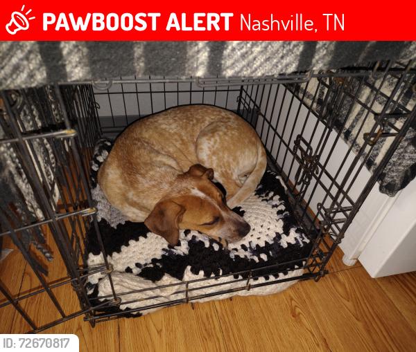 Lost Female Dog last seen Near elm hill Pike Nashville tn, Nashville, TN 37214