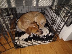 Lost Female Dog last seen Near elm hill Pike Nashville tn, Nashville, TN 37214