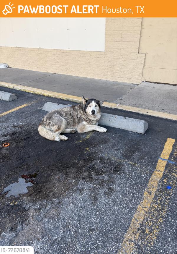 Found/Stray Unknown Dog last seen Telephone Rd, Houston, TX 77087