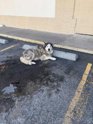 Found/Stray Unknown Dog last seen Telephone Rd, Houston, TX 77087