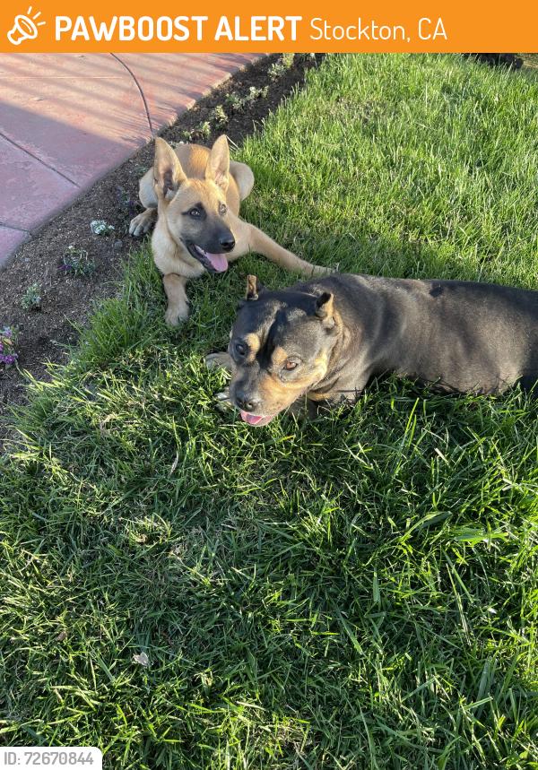 Found/Stray Female Dog last seen Eldorado, Stockton, CA 95204