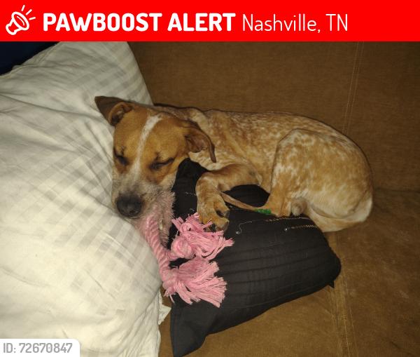 Lost Female Dog last seen Near elm hill Pike Nashville tn, Nashville, TN 37214