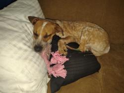 Lost Female Dog last seen Near elm hill Pike Nashville tn, Nashville, TN 37214