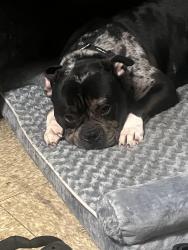 Lost Male Dog last seen hager st, Philadelphia, PA 19132