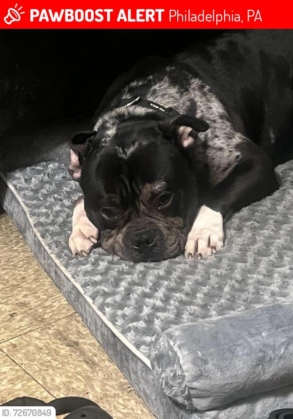 Lost Male Dog last seen hager st, Philadelphia, PA 19132