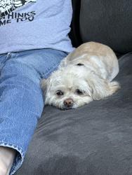 Lost Female Dog last seen NE Visalia, Visalia, CA 93291