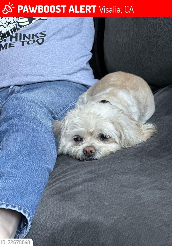 Lost Female Dog last seen NE Visalia, Visalia, CA 93291