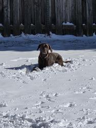 Lost Female Dog last seen White road , Wilmington, NC 28411