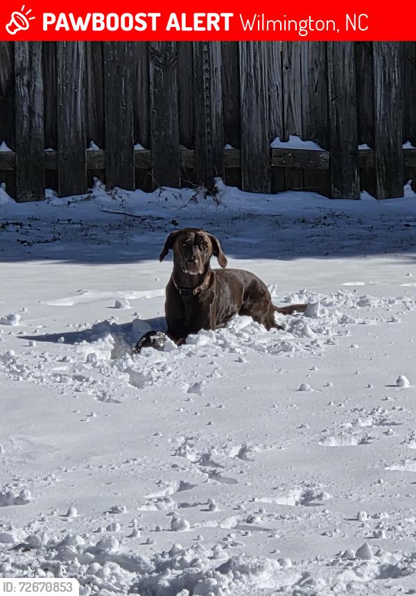 Lost Female Dog last seen White road , Wilmington, NC 28411