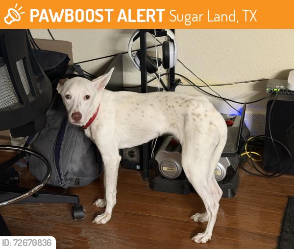 Found/Stray Female Dog last seen Sugar Land Memorial Park Dog Park, Sugar Land, TX 77479