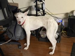 Found/Stray Female Dog last seen Sugar Land Memorial Park Dog Park, Sugar Land, TX 77479