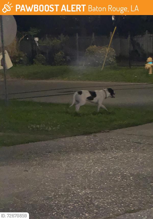 Found/Stray Male Dog last seen Aster street, Baton Rouge, LA 70802