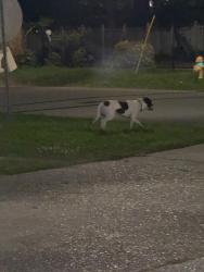 Found/Stray Male Dog last seen Aster street, Baton Rouge, LA 70802