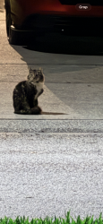 Found/Stray Unknown Cat last seen Collier Parkway / Valencia Gardens, Land O' Lakes, FL 34639