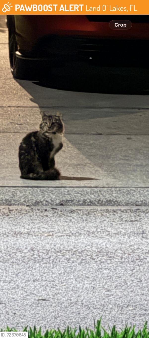 Found/Stray Unknown Cat last seen Collier Parkway / Valencia Gardens, Land O' Lakes, FL 34639