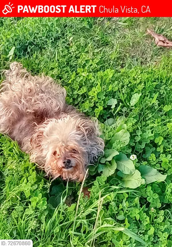 Lost Female Dog last seen WILLIAM AVE. AND PALOMAR ST., Chula Vista, CA 91911