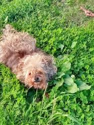 Lost Female Dog last seen WILLIAM AVE. AND PALOMAR ST., Chula Vista, CA 91911
