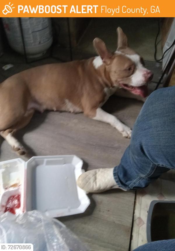 Found/Stray Female Dog last seen Livingston rd , Floyd County, GA 30129