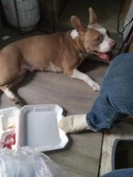 Found/Stray Female Dog last seen Livingston rd , Floyd County, GA 30129