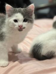 Lost Male Cat last seen Near the spring valley swap meet , Spring Valley, CA 91977
