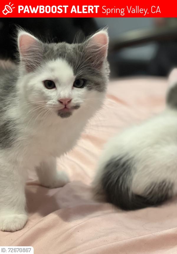 Lost Male Cat last seen Near the spring valley swap meet , Spring Valley, CA 91977