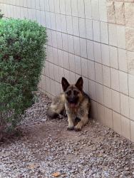 Found/Stray Unknown Dog last seen Nicholas point gated community, opposite to Pima park, Chandler, AZ 85225
