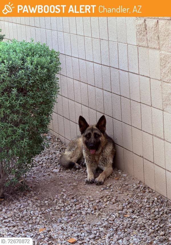 Found/Stray Unknown Dog last seen Nicholas point gated community, opposite to Pima park, Chandler, AZ 85225