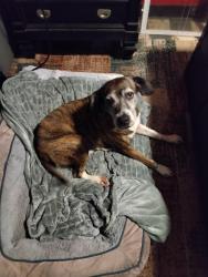 Lost Female Dog last seen Dale Mabry and Holly lane, Lutz, FL 33548