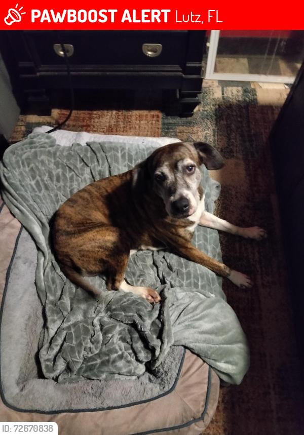 Lost Female Dog last seen Dale Mabry and Holly lane, Lutz, FL 33548