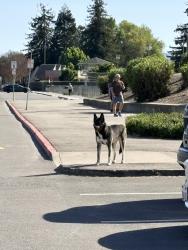 Found/Stray Unknown Dog last seen Lifetime tennis courts, Santa Clara, CA 95051