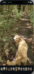 Lost Female Dog last seen Cleburne, Cleburne, TX 76033