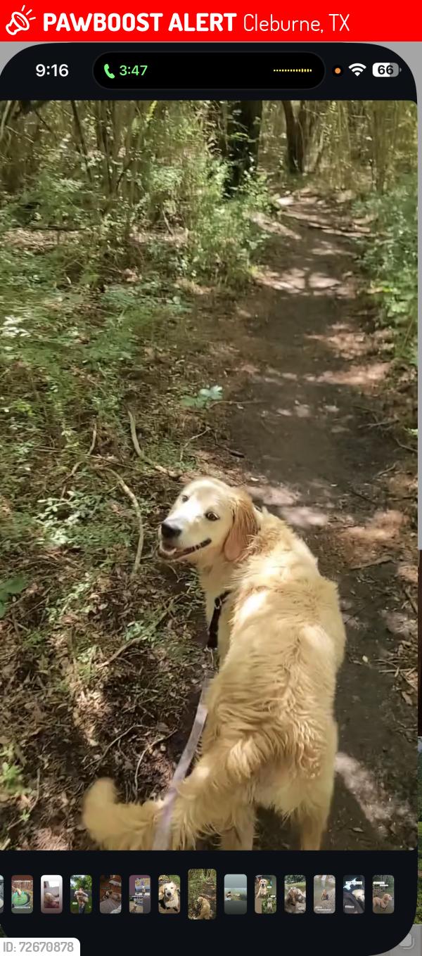 Lost Female Dog last seen Cleburne, Cleburne, TX 76033