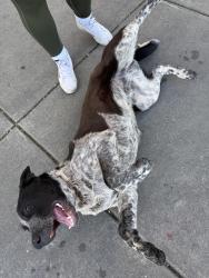 Found/Stray Male Dog last seen Smart and final parking lot on Hammer, Stockton, CA 95210