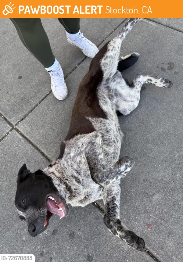 Found/Stray Male Dog last seen Smart and final parking lot on Hammer, Stockton, CA 95210