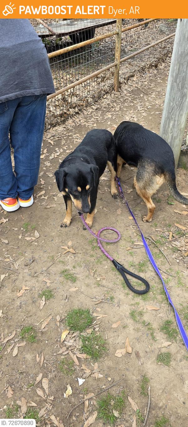 Found/Stray Female Dog last seen By Ozark Lake, Dyer, AR 72935