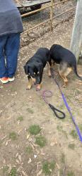 Found/Stray Female Dog last seen By Ozark Lake, Dyer, AR 72935