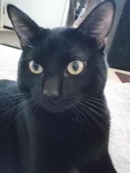 Lost Male Cat last seen Court street Visalia CA , Visalia, CA 93291