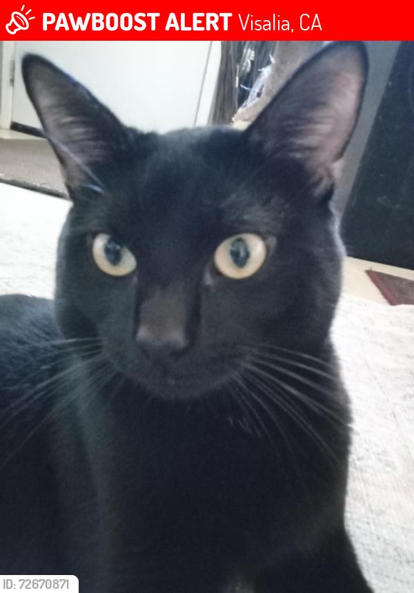 Lost Male Cat last seen Court street Visalia CA , Visalia, CA 93291