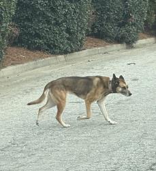 Found/Stray Unknown Dog last seen Allgood Rd & Overbrook between Merritt & Cobb Pkwy @5:50pm, Marietta, GA 30062