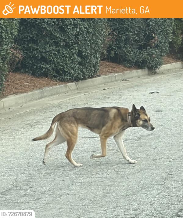 Found/Stray Unknown Dog last seen Allgood Rd & Overbrook between Merritt & Cobb Pkwy @5:50pm, Marietta, GA 30062