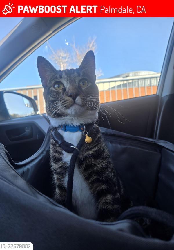 Lost Male Cat last seen Spanish Broom Dr. Near 25th St East, Palmdale, CA 93550