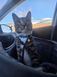 Lost Male Cat last seen Spanish Broom Dr. Near 25th St East, Palmdale, CA 93550