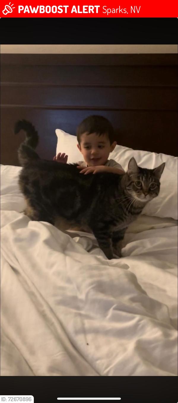 Lost Male Cat last seen Greenbrae drive , Sparks, NV 89431